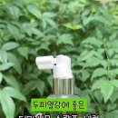 마시모헤어