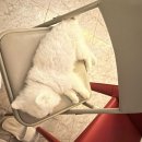 슈가브리움 2 | 여수 애견동반 숙소 슈가브리움 로타 조식 후기