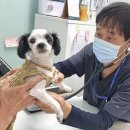 성남 시립동물병원 | 성남시립동물병원 진료 대상 ‘시민에 입양된 유실·유기동물’로 확대