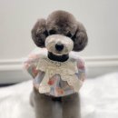 에이미 그루밍 이미지