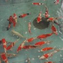 광릉금리원 이미지