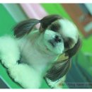 도토리 펫살롱 이미지