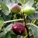 무화과나무 이미지