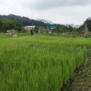 낙성대공원 이미지