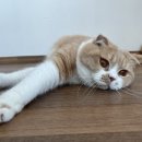 다다모모 이미지