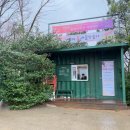충남 당진 가볼만한 곳 아미미술관 주차장 입장료 전시 봄꽃명소