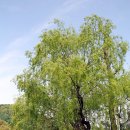 율리저수지 이미지