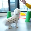 옐레드 애견유치원 & 애견호텔 대전노은점 이미지