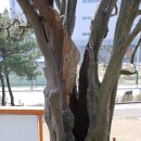 오송의 두 천연기념물: 연제리모과나무, 공북리음나무 - 충북 청주 이미지
