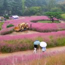 가산 수피아 핑크뮬리 이미지