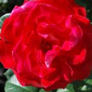 섬진강제첩국 이미지