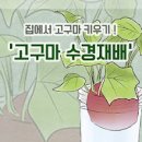 고구마 모종 심는시기 – 집에서 수경재배 고구마키우기, 고구마심기, 심는방법(물안주고 심는법) 이미지