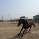 야생마PC 이미지