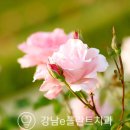 e-플란트치과 이미지