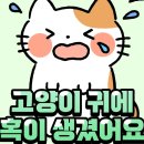 65. 고양이 정보(귀에 혹이 생기는 이유) 이미지