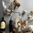 멍스쿨 전주애견유치원 애견호텔 이미지