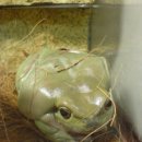 white tree frog 이미지