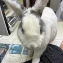 차오름동물병원 이미지