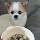 페피 밀(PEPPY MEAL) | [강아지 수제간식 브랜드 추천] 페피밀 | 강아지 자연식 | 🐶입짧은 강아지 4년째 수발중 | 내돈내산...