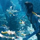 Avatar The Way of Water 이미지