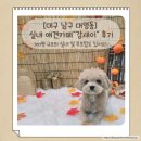 강새이 | [대구 남구 대명동] 애견카페 강새이 후기 / 100평 실내, 야외 루프탑까지!