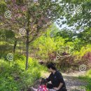 복사꽃농원 - 원주시 평장두둑1길 21 | 대구 근교 해당화 겹벚꽃 포토스팟 청도카페 소우모우 내돈내산 아이랑 방문후기