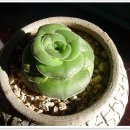 피니진 네이버블로그