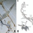 원시로2 이미지