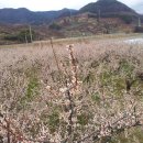 5월의 신록이 우거진 백운산과 맑은 물이 구비구비 흐르는 섬진강, 또 잔잔한 바다가 있는 빛그린 광양에서 최상급 매실이 익어가고 있네요 이미지