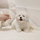 버디독 강아지분양 안심분양센터 서울 영등포점 이미지