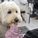 사람과 애견미용 이미지