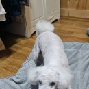 여주 멍스타 이미지