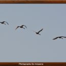 고니 - 수성구 | 고니