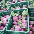 채선농장 | 제주산 콜라비 예약주문 오픈 제주콜라비 콜라비무파는곳 제주콜라비농장