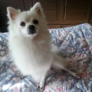 늘 사랑스럽개 이미지