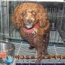 망고 애견 이미지