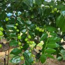 구룡천1 이미지