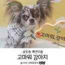 프리멍 샵 애견미용 | 상도동 애견미용 고마워강아지 계단 정리한 후기
