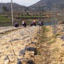 산골단감농원