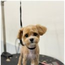 모여라 애견미용 이미지