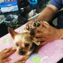 24시페토피아동물병원