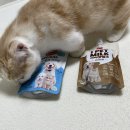 예지펫