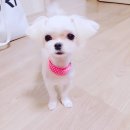 솔샘펫 | 애견미용추천) 견생사진 찍어주시는 솔샘펫 미용후기