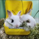 펫엔글라이더 인천점 이미지