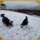 덕분에 행복하개 이미지