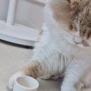 강아지&고양이 마을 | [고양이용품] 우리 집 늘어나는 고양이 밥 그릇 간식 식기 봄고양이마을 추천 내돈내산 후기