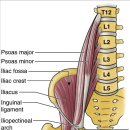 대요근(psoas muscle) + 장골근(iliacus muscle) = 장요근(iliopsoas musle) 이미지