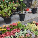 대곡플라워 이미지