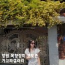 창원 목향장미 포토스팟 - 가고파갤러리 주차 및 방문 후기