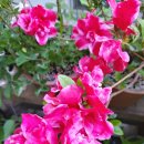 아젤리아 이미지